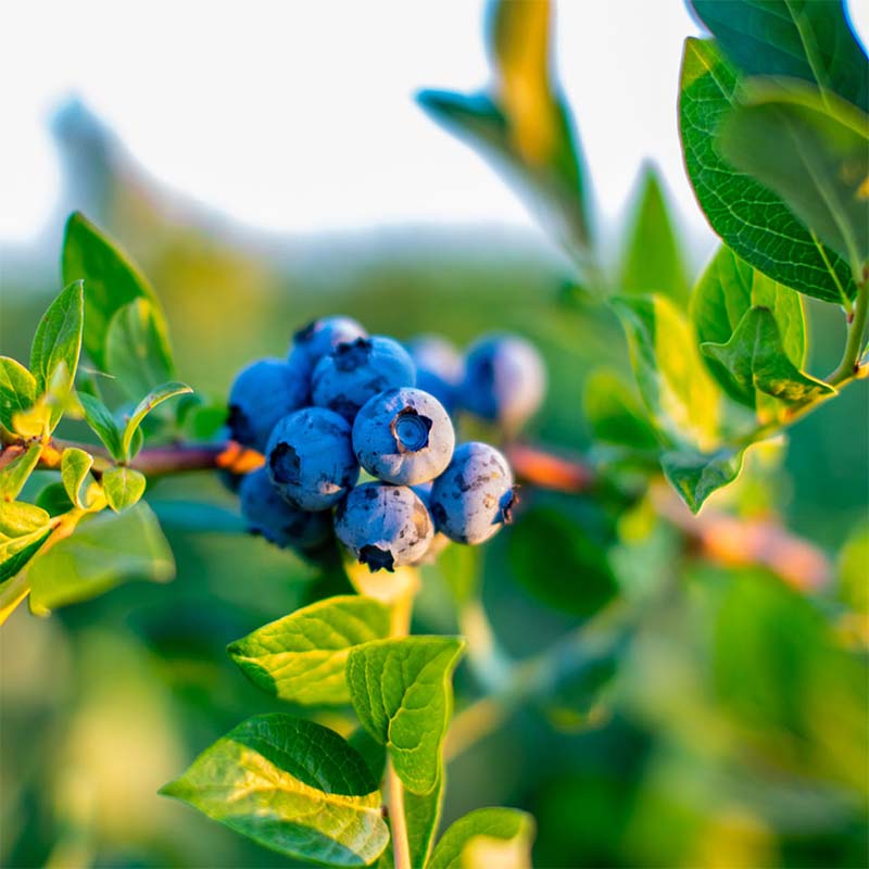 Oregon Blueberry Farms